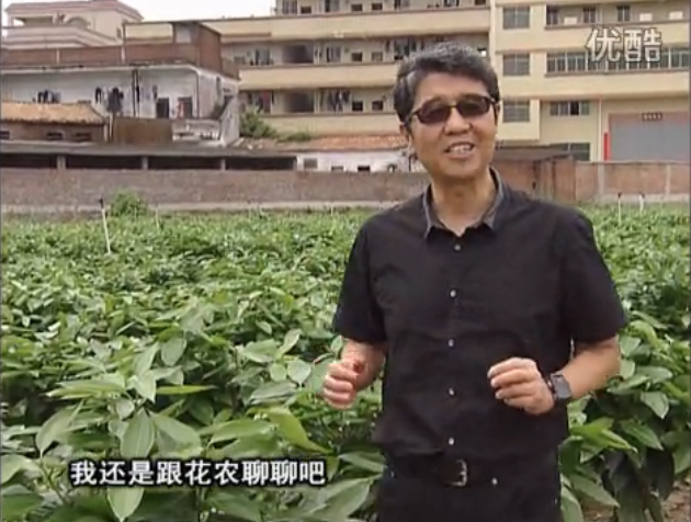 20160606珠江臺搖錢樹：觀葉植物用微補方案，壯根提長、保葉抗病好！