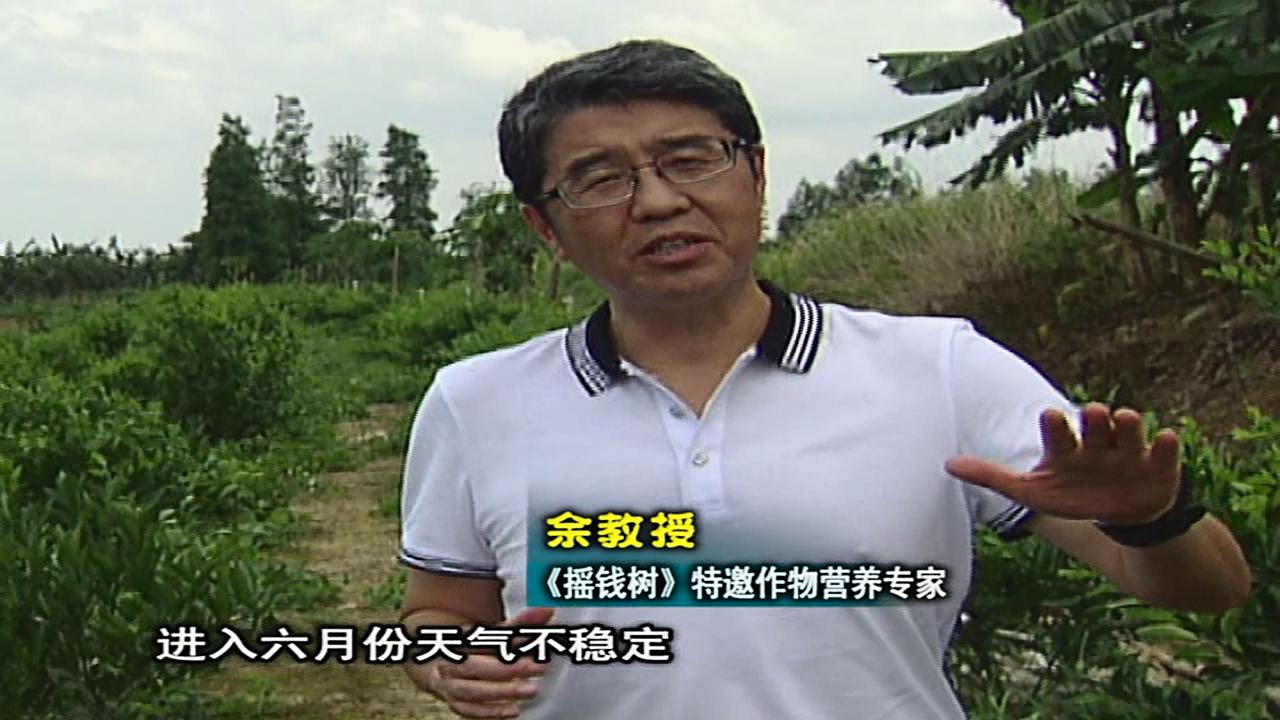20160613珠江臺(tái)搖錢樹：柑橘噴微補(bǔ)蓋力、淋根力鈣，補(bǔ)鈣減少裂果、太陽果、果更硬