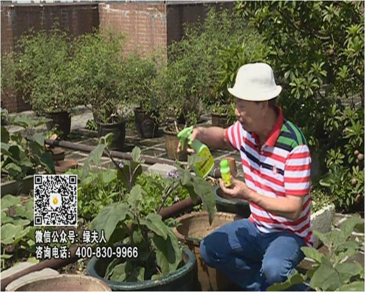 20160613珠江臺搖錢樹：天臺種茄瓜用綠夫人，長勢靚，開花結(jié)果好