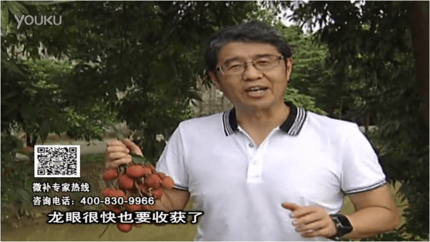 20160627珠江臺(tái)搖錢樹：荔枝轉(zhuǎn)色葉噴微補(bǔ)紅果力+蓋力，補(bǔ)充磷鉀鈣，著色增甜果硬