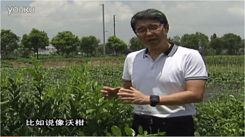 20160627珠江臺(tái)搖錢樹：柑橘減少黃葉花葉，淋微補(bǔ)根力鈣+沖力鎂、噴微補(bǔ)碧力