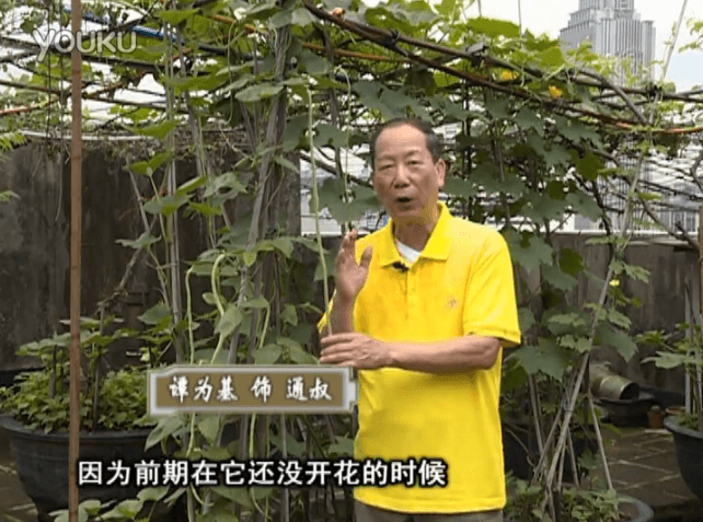 20160627珠江臺搖錢樹：天臺豆角用綠夫人528營養(yǎng)液，開花好結(jié)豆期長