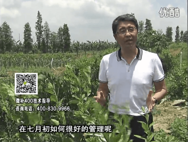 20160704珠江臺(tái)搖錢樹：柑橘淋微補(bǔ)根力鈣+沖力鎂+全力，秋梢整齊健壯、梢果同長(zhǎng)