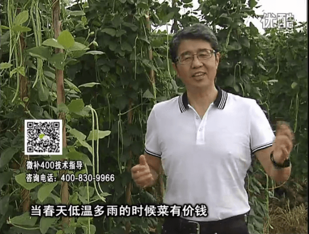 20160704珠江臺搖錢樹：蔬菜用微補(bǔ)方案，省肥藥又保產(chǎn)