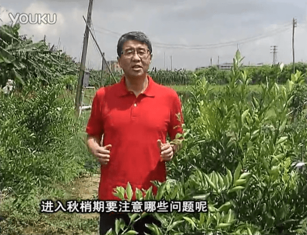 20160711珠江臺(tái)搖錢樹：預(yù)防柑橘秋梢發(fā)黃、不轉(zhuǎn)綠，用微補(bǔ)秋梢肥方案