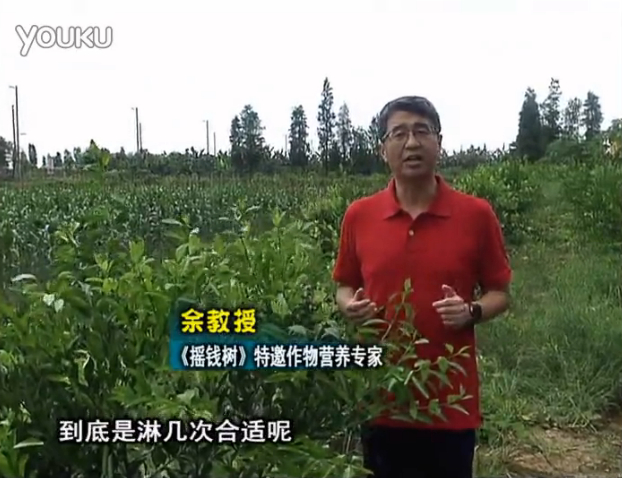 20160718珠江臺(tái)搖錢樹：柑橘放新梢怎么淋水肥好？2次微補(bǔ)秋梢整齊健壯
