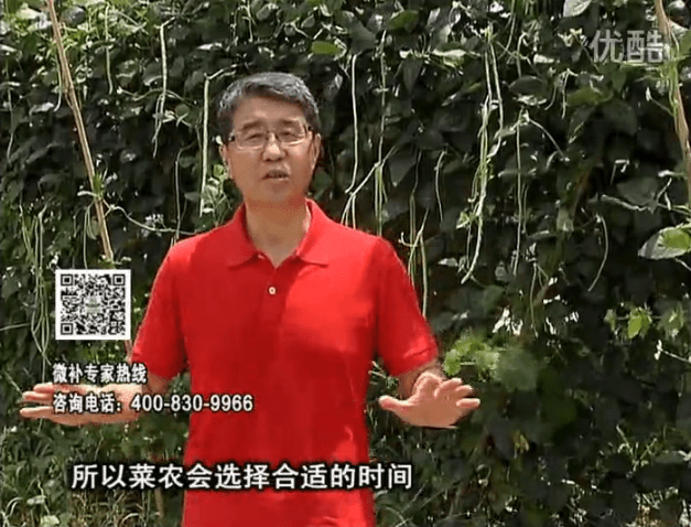 20160718珠江臺搖錢樹：瓜果蔬菜用微補(bǔ)水肥方案，結(jié)果多、有產(chǎn)量