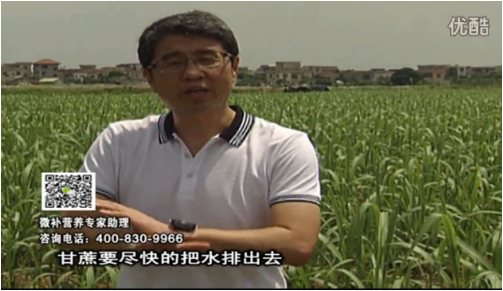 20160620珠江臺搖錢樹：甘蔗雨多漚根？淋微補根力鈣+精力、噴果力+壯力，促根壯長、甘蔗起灰好
