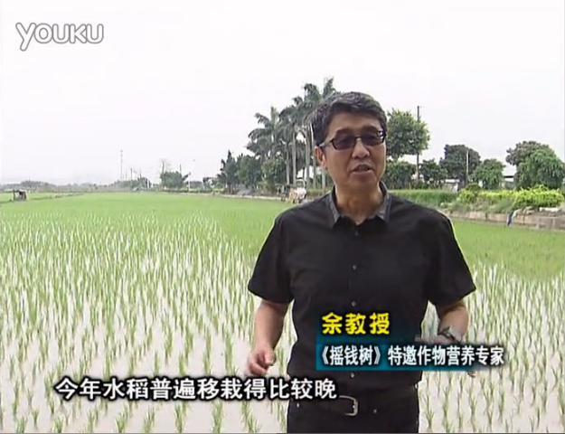 20160530珠江臺搖錢樹：水稻撒微補倍力、噴苗力，返青分蘗好，產(chǎn)量高