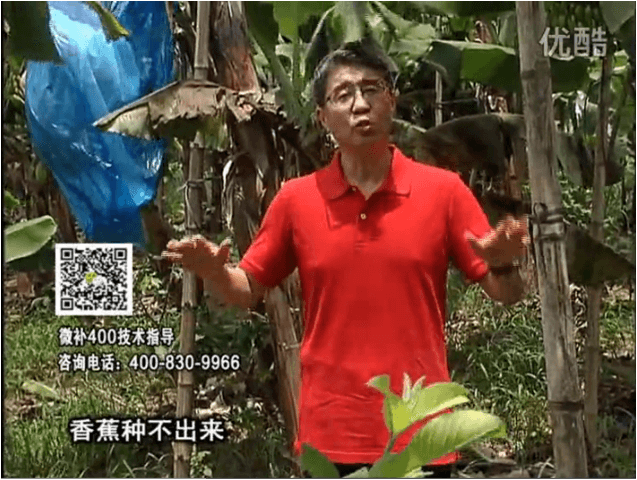 20160725珠江臺(tái)搖錢樹：香蕉用微補(bǔ)方案，調(diào)酸防黃化、膨果壯蕉好