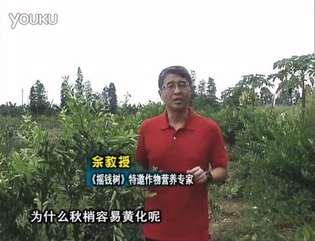 20160725珠江臺(tái)搖錢樹：柑橘淋微補(bǔ)調(diào)力，調(diào)酸預(yù)防秋梢黃化、促進(jìn)果實(shí)膨大