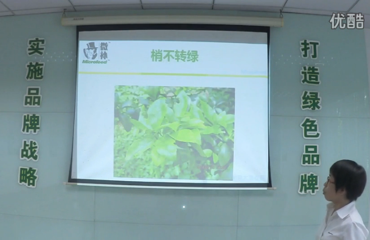 柑橘-預(yù)防秋梢黃、梢不出，如何放梢保樹好？微補講座