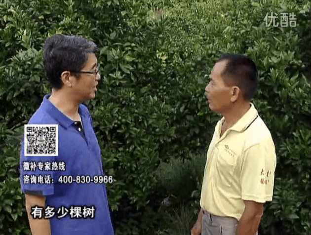 20160801珠江臺(tái)搖錢樹：柑橘連續(xù)7年用微補(bǔ)方案，保樹青綠每年增產(chǎn)30%