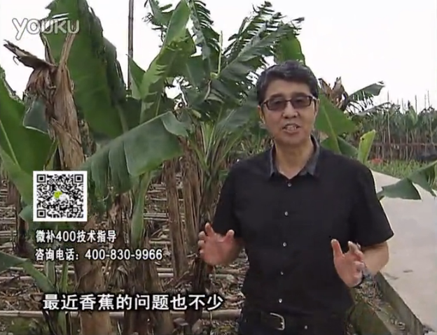 20160502珠江臺(tái)搖錢樹：香蕉撒微補(bǔ)倍力、噴果力+碧力，促根保葉、長(zhǎng)勢(shì)快