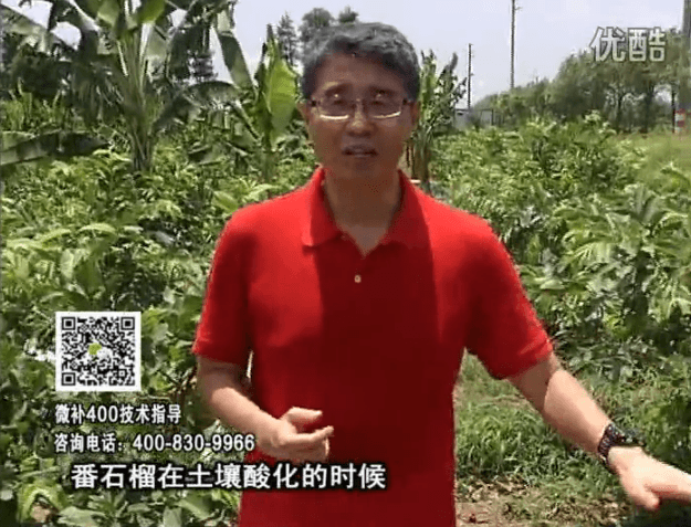 20160808珠江臺(tái)搖錢樹：番石榴用微補(bǔ)方案，保葉膨果、增產(chǎn)品質(zhì)高
