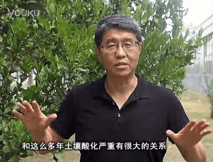 20160905珠江臺(tái)搖錢樹：柑橘秋風(fēng)一吹就黃，調(diào)酸淋沖微補(bǔ)調(diào)力是關(guān)鍵，同時(shí)保樹膨果