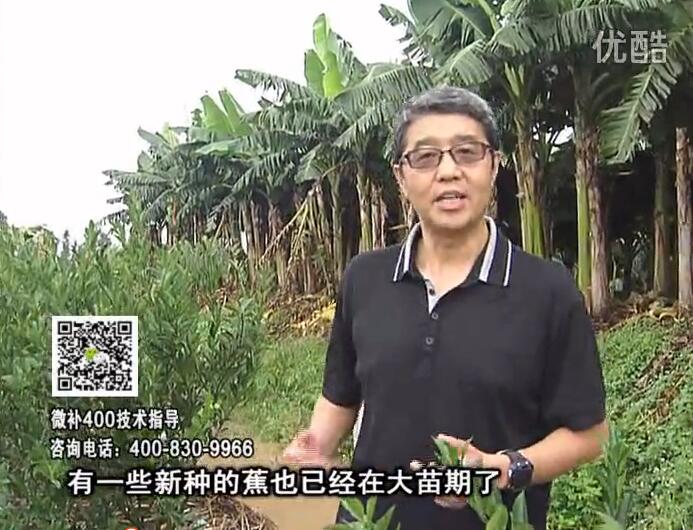 20160919珠江臺搖錢樹：香蕉淋微補(bǔ)根力鈣+沖力或撒倍力，噴果力+碧力，保葉膨蕉壯長