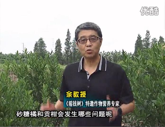 20160919珠江臺(tái)搖錢樹：柑橘用微補(bǔ)方案，減少秋梢落果裂果，保樹膨果好