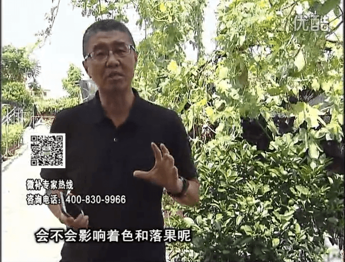 20161010珠江臺(tái)搖錢樹：柑橘葉噴微補(bǔ)花力+碧力，提前促花、減少梢葉黃