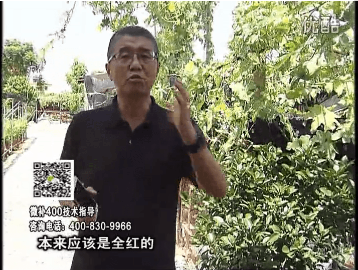 珠江臺(tái)搖錢樹：柑橘著色葉噴紅果力，著色均勻增甜增重