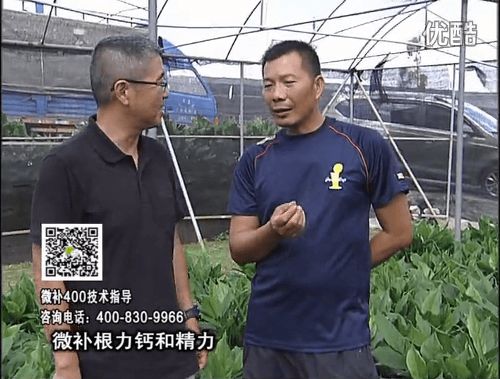 珠江臺搖錢樹：盆栽綠植澆施微補根力鈣+精力，促根多長勢青綠