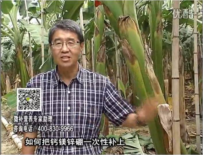 20161121珠江臺搖錢樹：香蕉撒施微補(bǔ)倍力，促根壯長、預(yù)防黃葉、提高產(chǎn)量