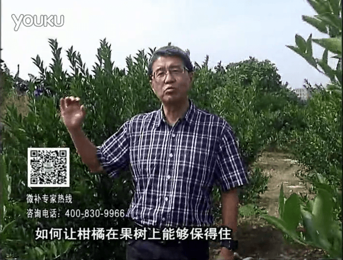 20161128珠江臺(tái)搖錢樹：柑橘噴微補(bǔ)蓋力、碧力，低溫抗凍，果掛得住，預(yù)防減少采前落果