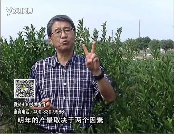 20161205珠江臺(tái)搖錢樹：柑橘噴施微補(bǔ)花力+碧力、下因迪樂有機(jī)肥，促花恢復(fù)長勢(shì)好