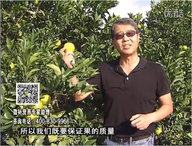 20161212珠江臺(tái)搖錢樹：紅江橙淋微補(bǔ)根力鈣+沖力，噴紅果力，樹勢(shì)壯，果品質(zhì)好