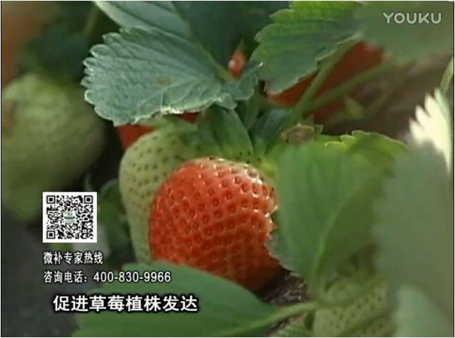 20161219珠江臺搖錢樹：草莓如何壯長、果大品質(zhì)高？