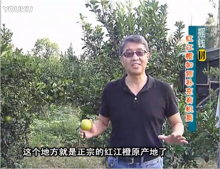 20161219珠江臺(tái)搖錢樹：紅江橙用微補(bǔ)方案，裂果少、樹勢(shì)好