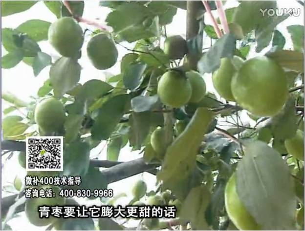 20161226珠江臺搖錢樹：青棗用微補方案，健壯長勢，提高來花坐果