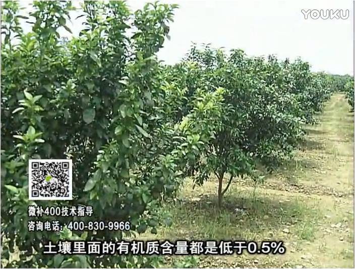 20161226珠江臺(tái)搖錢樹：柑橘噴微補(bǔ)蓋力防霜凍果、采后促花恢復(fù)樹勢(shì)撒微補(bǔ)倍力+有機(jī)肥