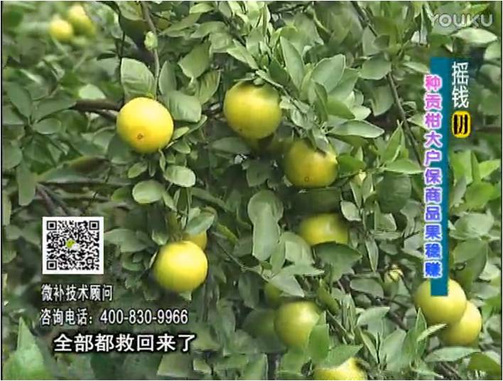 20170102珠江臺(tái)搖錢樹：柑橘噴微補(bǔ)蓋力防凍抗凍，采后冬肥下微補(bǔ)倍力+有機(jī)肥