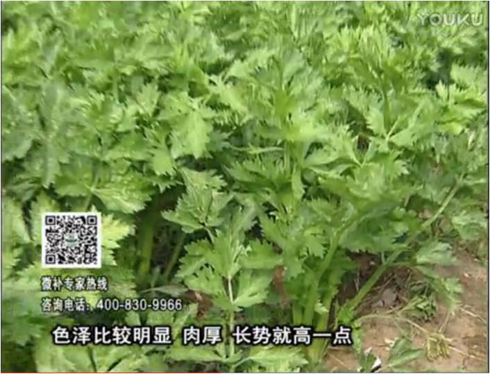20170109珠江臺搖錢樹：葉菜如何種？長勢好又高產(chǎn)！