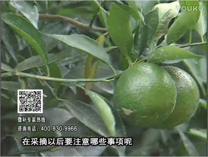 20170109珠江臺(tái)搖錢樹：新會(huì)柑用微補(bǔ)方案，保樹好，果品質(zhì)高，年年有收獲