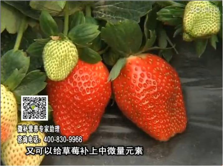 20170123珠江臺搖錢樹：草莓用微補方案，促根苗壯、開花坐果好