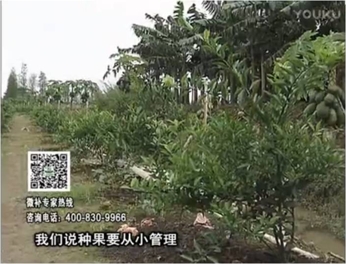 20170213珠江臺(tái)搖錢樹：柑橘小樹用微補(bǔ)方案，促根保樹好