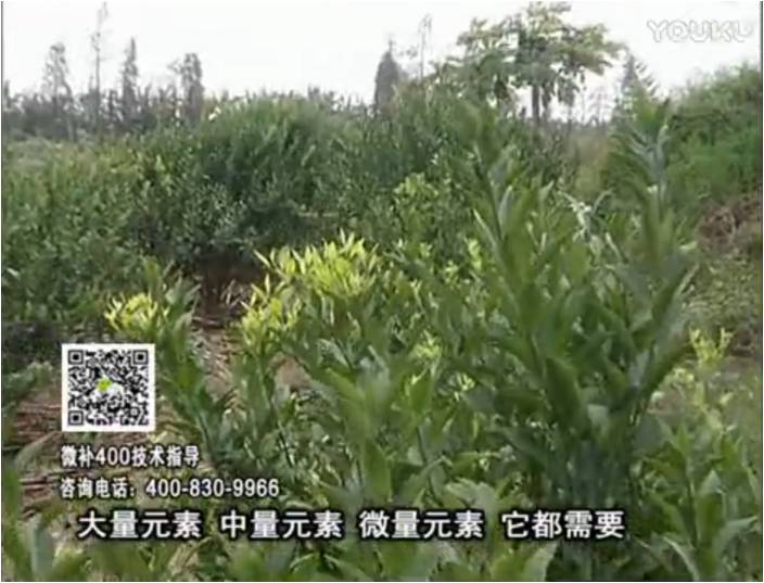 珠江臺(tái)搖錢樹：柑橘噴施微補(bǔ)花力+硼力，補(bǔ)充鋅硼健壯來花，利坐果