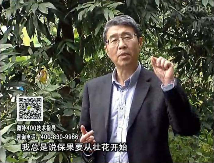 珠江臺搖錢樹：荔枝來花少更要做好壯花，提高坐果，葉噴微補(bǔ)花力+硼力，補(bǔ)鋅