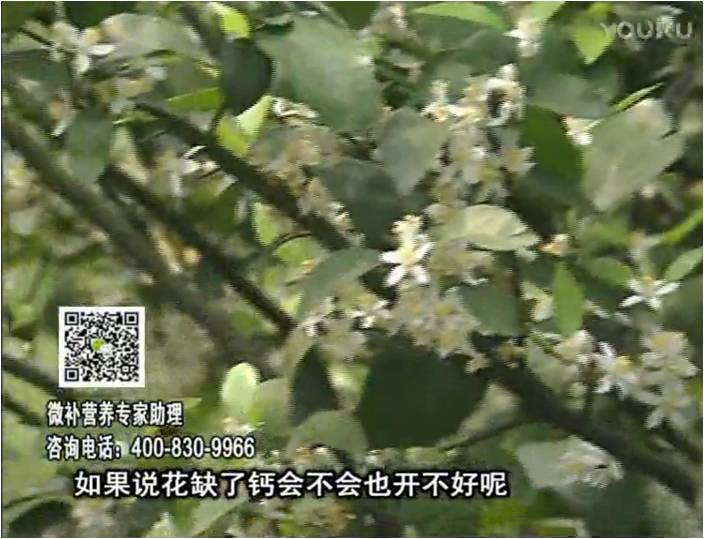 珠江臺(tái)搖錢樹：柑橘淋微補(bǔ)根力鈣+精力，促根壯春梢，花壯利坐果