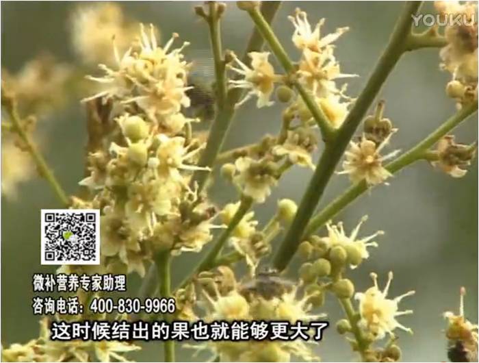 珠江臺搖錢樹：龍眼淋沖微補(bǔ)根力鈣+沖力鎂，促根保樹