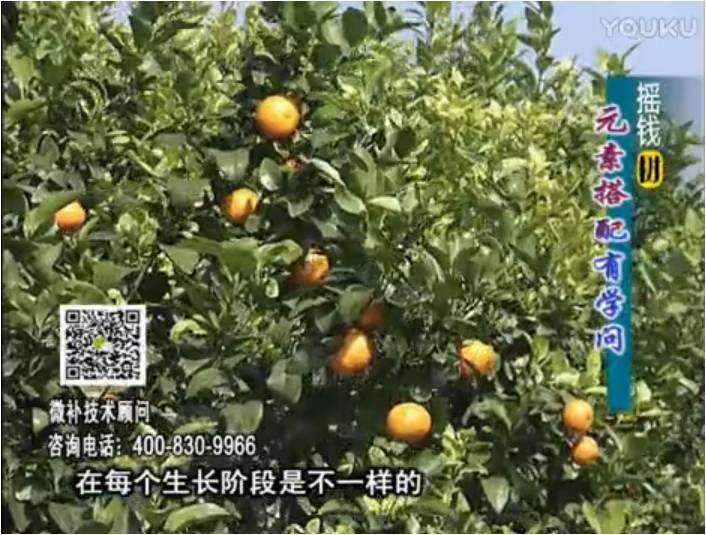 20170306珠江臺(tái)搖錢樹：柑橘淋沖微補(bǔ)方案，針對(duì)不同需求正確補(bǔ)充元素，平衡營養(yǎng)健壯長