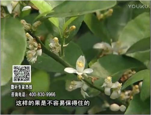 20170313珠江臺(tái)搖錢樹：柑橘淋沖微補(bǔ)根力鈣+精力，噴微補(bǔ)花力+硼力，來花健壯，預(yù)防減少弱花畸形花