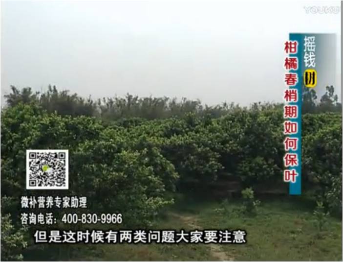 20170327珠江臺(tái)搖錢樹：柑橘預(yù)防春梢不轉(zhuǎn)綠，撒微補(bǔ)倍力、淋沖力鎂