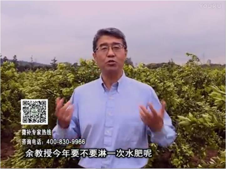 20170424珠江臺搖錢樹：柑橘樹弱保果難度大，淋沖微補根力鈣+精力+精華粉，保樹保果好