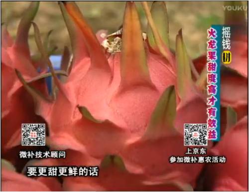 20170417珠江臺搖錢樹：火龍果用微補(bǔ)方案，開花坐果好，提高品質(zhì)