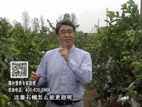 20170327珠江臺搖錢樹：番石榴噴施微補(bǔ)果力+壯力，補(bǔ)充磷鉀鈣鎂等，促進(jìn)果甜品質(zhì)高