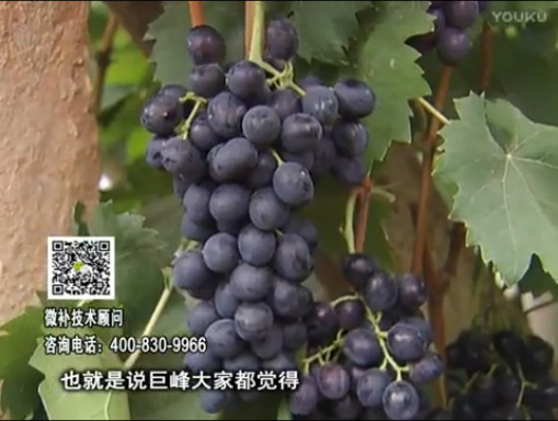 20170501珠江臺搖錢樹：葡萄用微補方案，品質(zhì)高，賣價好