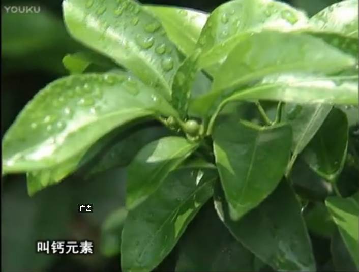 20170508珠江臺搖錢樹：柑橘澆施微補根力鈣，補鈣，促根健壯長勢